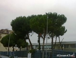 Trani, e la bonifica dei pini diventò un problema di inquinamento acustico