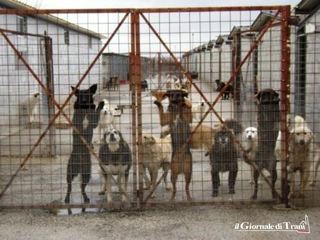 Canile rifugio di Trani, lunedì la gara: sarebbe pervenuta una sola offerta