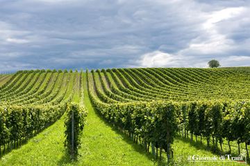 Oggi, a Trani, tavolo di coordinamento sulla gestione dei rifiuti plastici prodotti in agricoltura