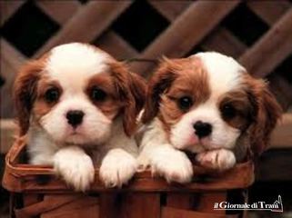 Furto al Dog’s Hostel di Trani: sottratto tutto il materiale acquistato dalla Lega  per la difesa del cane