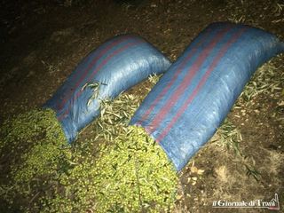 Le guardie campestri di Trani sventano l'ennesimo furto di olive