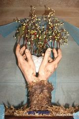 Fino ad oggi «L'albero della vita» raccoglie doni per i bambini più sfortunati