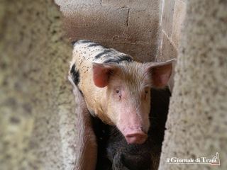 Secondo furto al canile di Trani sotto sequestro: portati via diciassette maiali. Denuncia e sospetti della Lncd