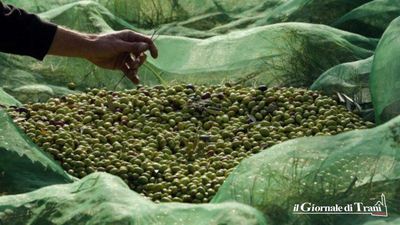 Rubano 20 quintali di olive nell'agro di Trani: ritrovati 6 in un'auto rubata