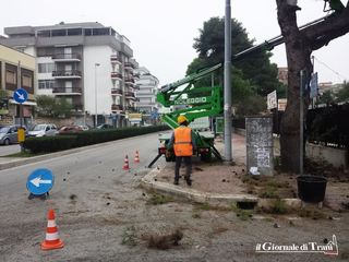 Trentacinque alberi abbattuti su tutto il territorio di Trani perché pericolanti: spesa da 9mila euro