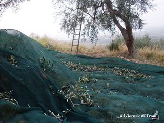 Rubano sei quintali di olive, la Polizia di Trani arresta uno dei tre responsabili