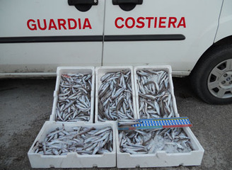 Vendita abusiva di pescato durante le feste, Guardia costiera molto attiva nella Barletta-Andria-Trani: i numeri