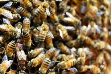 Fra api e vespe, tre nidi rimossi al cimitero di Trani: spesa, 200 euro