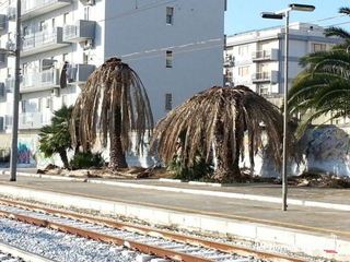 A Trani più verde ma non più palme, di Gregorio: «Punteremo su altri alberi». I progetti per antenne, piano costiero ed accessi al mare