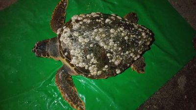 Tartaruga vagante nel porto di Trani recuperata dalla Lega navale: sta bene e, presto, sarà riconsegnata al mare