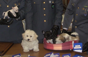 La Guardia di finanza di Trani sequestra 52 cuccioli provenienti dall'Est: due denunce