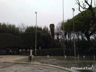 Punteruolo rosso, un cittadino di Trani: «Ho fatto eradicare le mie palme come imposto dal Comune, ma l'ente lo fa?»