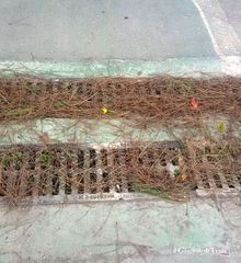 Trani, dal vento alla prevenzione: quegli aghi di pino a Pozzopiano dove andranno a finire?