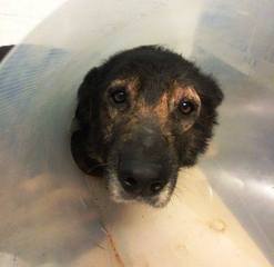 Anche un cane investito ed in fin di vita è «emergenza ambientale». E Trani rimborsa i cittadini che sterilizzano i propri animali