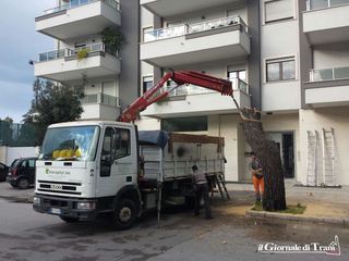 Trani, in via Malcangi reciso un altro albero: era uno dei pochissimi rimasti