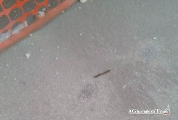 Trani, esce la processionaria: pericoli per alberi e persone