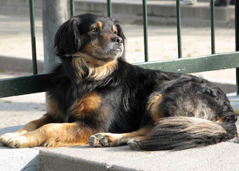 Canile sanitario, quasi tutto da rifare: revocata l'aggiudicazione provvisoria alla Lega del cane di Trani