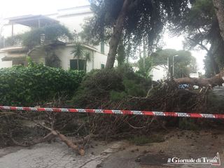 AGGIORNATO. Trani, cade grosso ramo di albero in via Ancona. Fortunatamente, nessun ferito