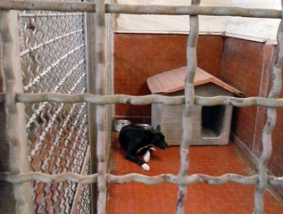 Canile sanitario, l'aggiudicazione provvisoria torna appannaggio della Lega del cane di Trani