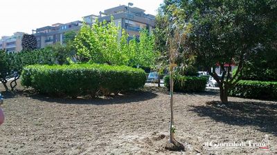 Muore di cancro a 14 anni, Trani lo ricorda con un albero in piazza Fani