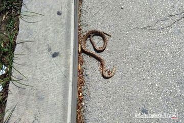 Striscia un serpente in piazza Albanese: cittadini spaventati chiamano la Polizia locale