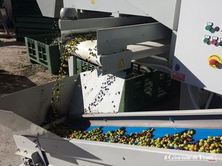 Qualità dell'olio, riconoscimento internazionale all'azienda Schinosa di Trani