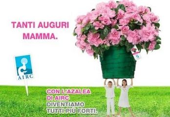 «Festa della mamma, regala l'azalea della ricerca». Appuntamento oggi in piazza della Repubblica a Trani