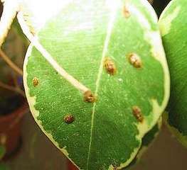 Afidi, cocciniglie e processionaria: trattamenti su numerosi alberi a Trani. Il contatto può nuocere anche alla popolazione