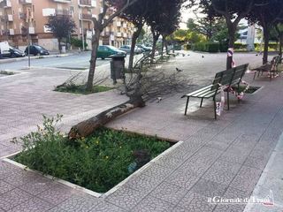 Trani, il vento fa cadere albero in piazza Albanese: nessuna conseguenza
