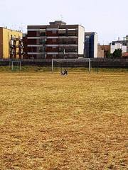 Stadio di Trani, l'erba è un ricordo ed il futuro un rebus