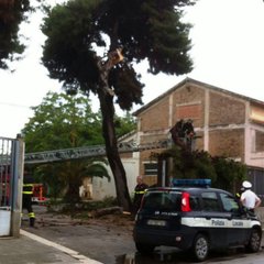 Trani, si distacca grosso ramo da albero dei capannoni Ruggia nei pressi della strada: nessuna conseguenza