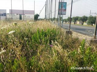 Incendi, da oggi multe salate per chi non bonifica. Via Falcone, rischia anche il Comune di Trani