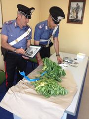 Trani, coltivava marijuana sul terrazzo: Carabinieri arrestano un sorvegliato speciale