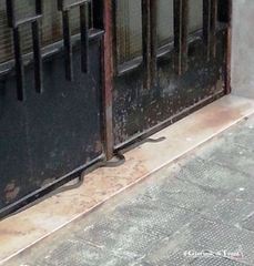 Serpente di campagna a due passi dal corso di Trani: i residenti, terrorizzati, lo sopprimono