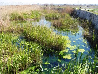 Boccadoro, oasi di Trani dimenticata. Nuovo grido d'allarme per salvare un patrimonio inestimabile