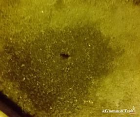 Blatte a Trani, è emergenza: esasperati cittadini e commercianti