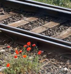 Tragedia Bari nord, anche oggi Trani si ferma: Marluna teatro annulla lo spettacolo di «Raccontando sotto le stelle»