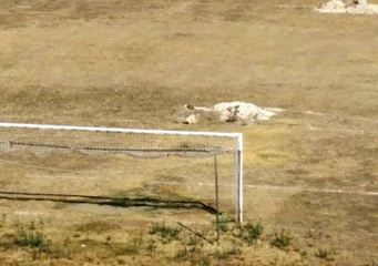 Il Trani impegnato su due fronti: ripara il campo e cerca giocatori. Dal Vieste arriva Augelli?