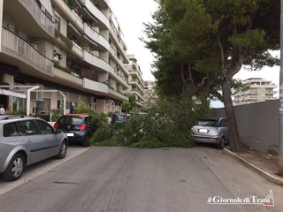 Pioggia e scarsa manutenzione, giù ramo dI pino in via Bari: nessun ferito