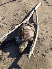 Tartaruga spiaggiata rinvenuta tra Trani e Barletta