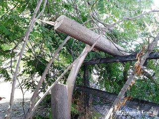 AGGIORNATO. Cade albero nella strettoia già chiusa, ma non per il vento: la causa, una motosega