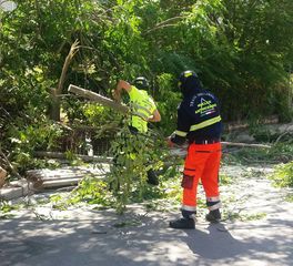 Trani, rimosso l'albero segato ieri mattina: forse un gesto di frustrazione contro la strettoia. Denuncia del proprietario del terreno