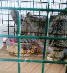 Trani, s'incastra sotto un bus ai capannoni Ruggia: volontari e meccanici salvano gattina dopo cinque giorni di ricerche