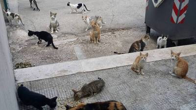 Piazza D'Agostino e lungomare Chiarelli: troppi gatti, poco cibo, nessuno che se ne occupi. Il Comune di Trani riunirà associazioni ed Asl