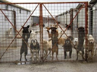 Canili di Trani, conferma delle aggiudicazioni alla Lega del cane