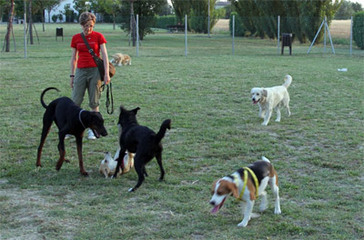 Un'area per i cani in villa comunale: la proposta è ufficiale, firmata Cor Trani