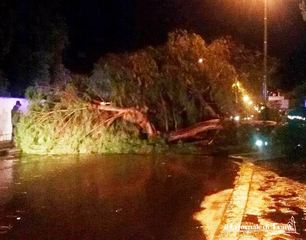 Maltempo a Trani, anche un albero caduto in via Malcangi