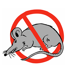 Sui balconi, qualcuno anche in casa: a Trani è di nuovo emergenza topi