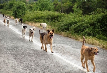 Assicurazione per danni da randagi: al bando del Comune di Trani risponde solo l'Assiservice