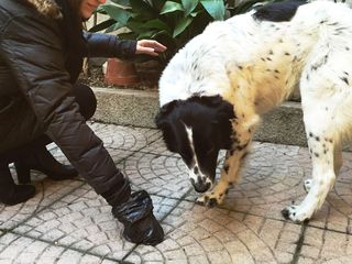 Trani, calpesta feci: alunna fuori della classe nell'attesa delle scarpe di riserva. Il preside: «Più controlli contro gli incivili»